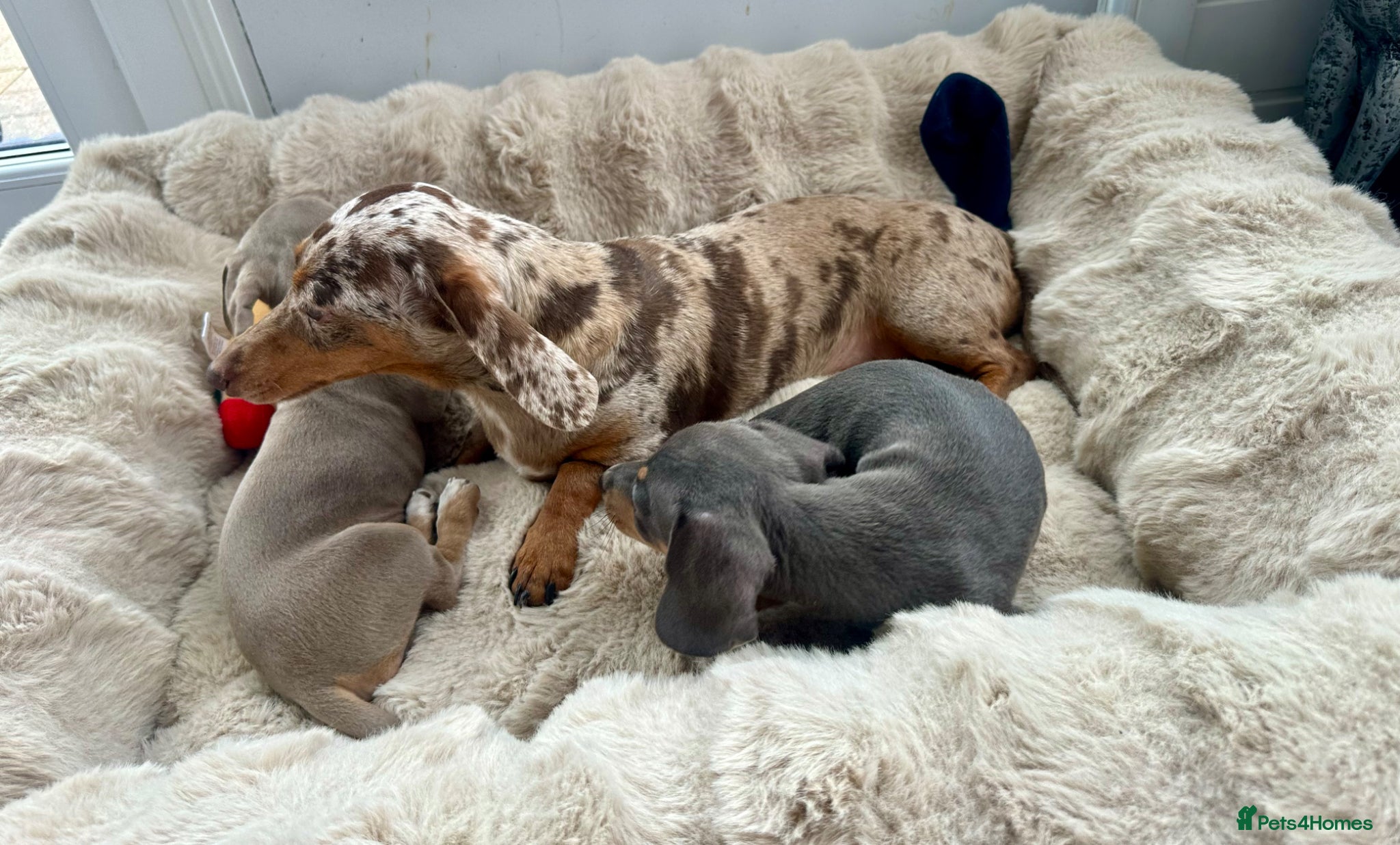 Miniature Dachshund dogs Miniature Dutch hound puppies - Advert 2