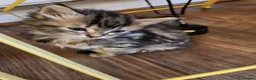 Maine Coon cats for sale: Little miss singleton  - Advert 8