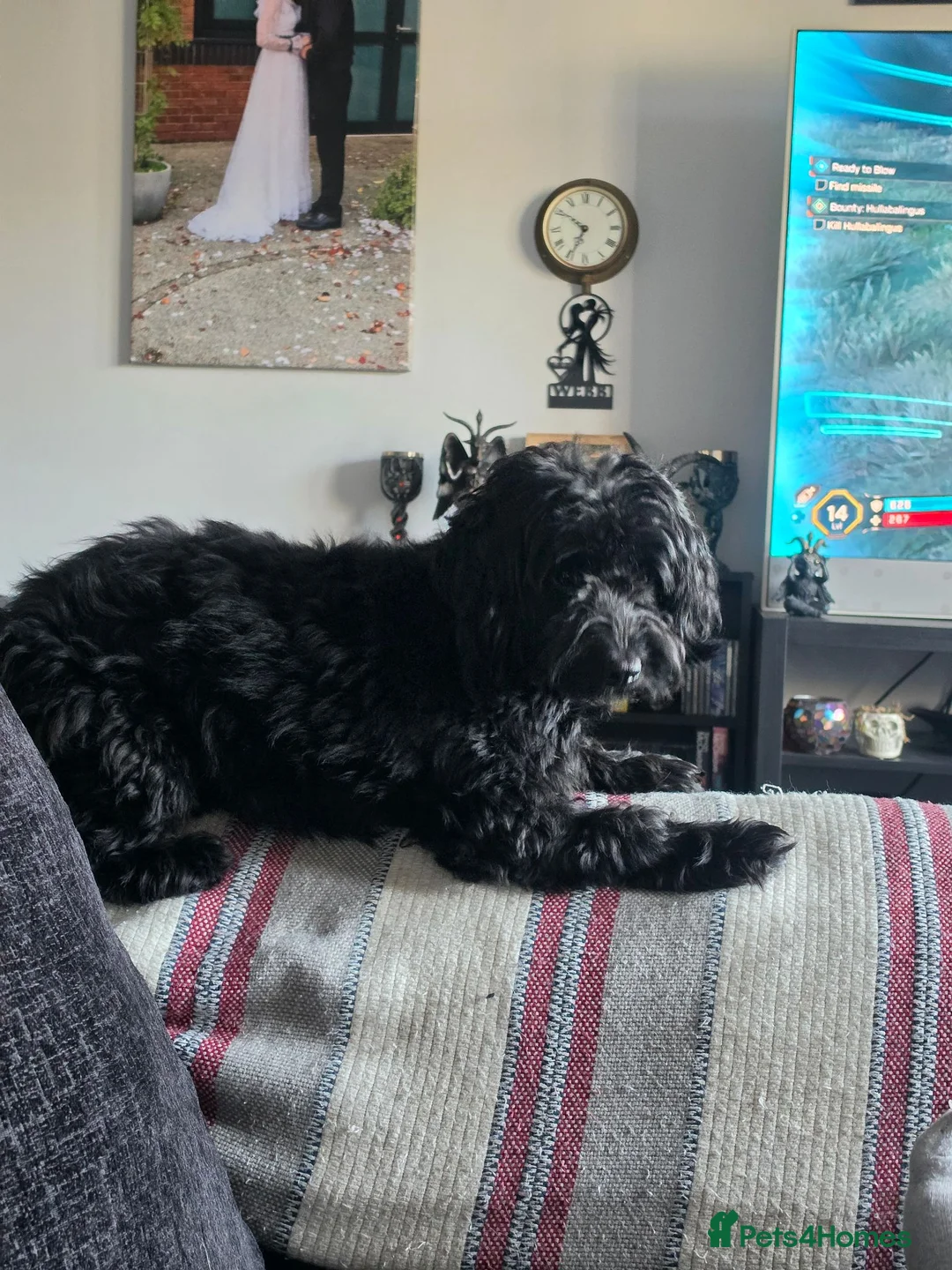 Cockapoo dogs for sale: Cockapoo Cross Terrier 2 year old male in Telford - Advert 2