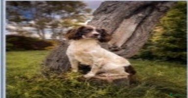 English Springer Spaniel dogs - Advert 4