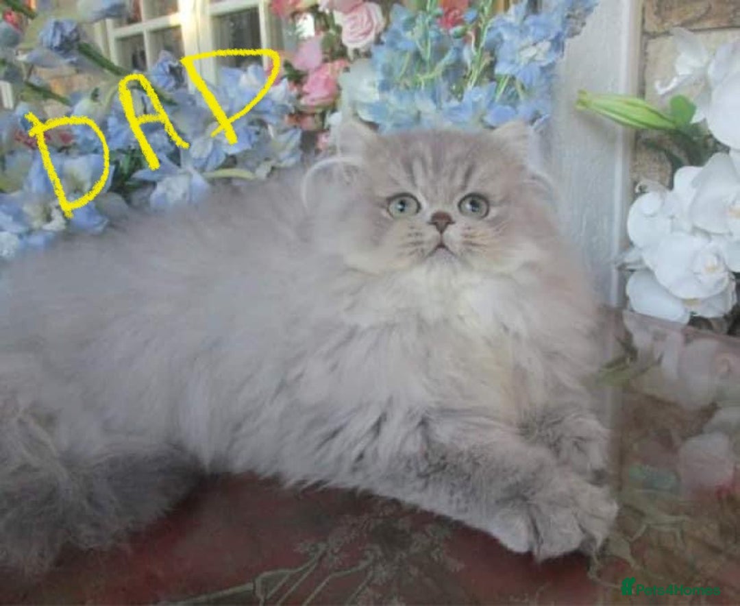 Persian cats for sale: Silver and golden chinchilla Persian kittens - Advert 8