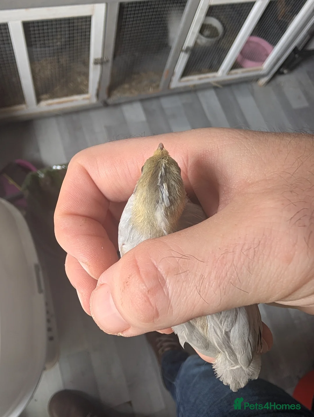 Quail poultry for sale: Beautiful Chinese painted quails (button quail) - Advert 11