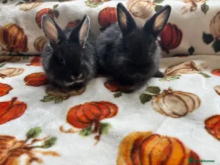 Mixed Breed rabbits 2 Sallander x lop babies ready to leave now - Advert 19