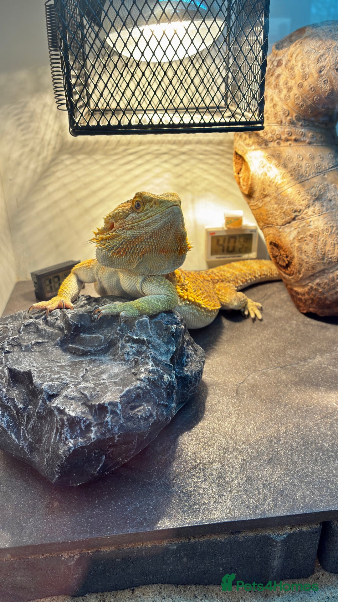 Bearded Dragon reptiles for sale: Beautiful Female bearded dragon with full set up  - Advert 14