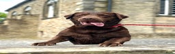 Labrador Retriever dogs for stud: Stud Labrador - Advert 1
