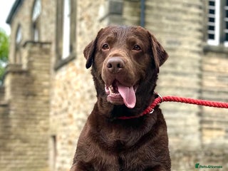 Labrador Retriever dogs for stud: Stud Labrador - Advert 1