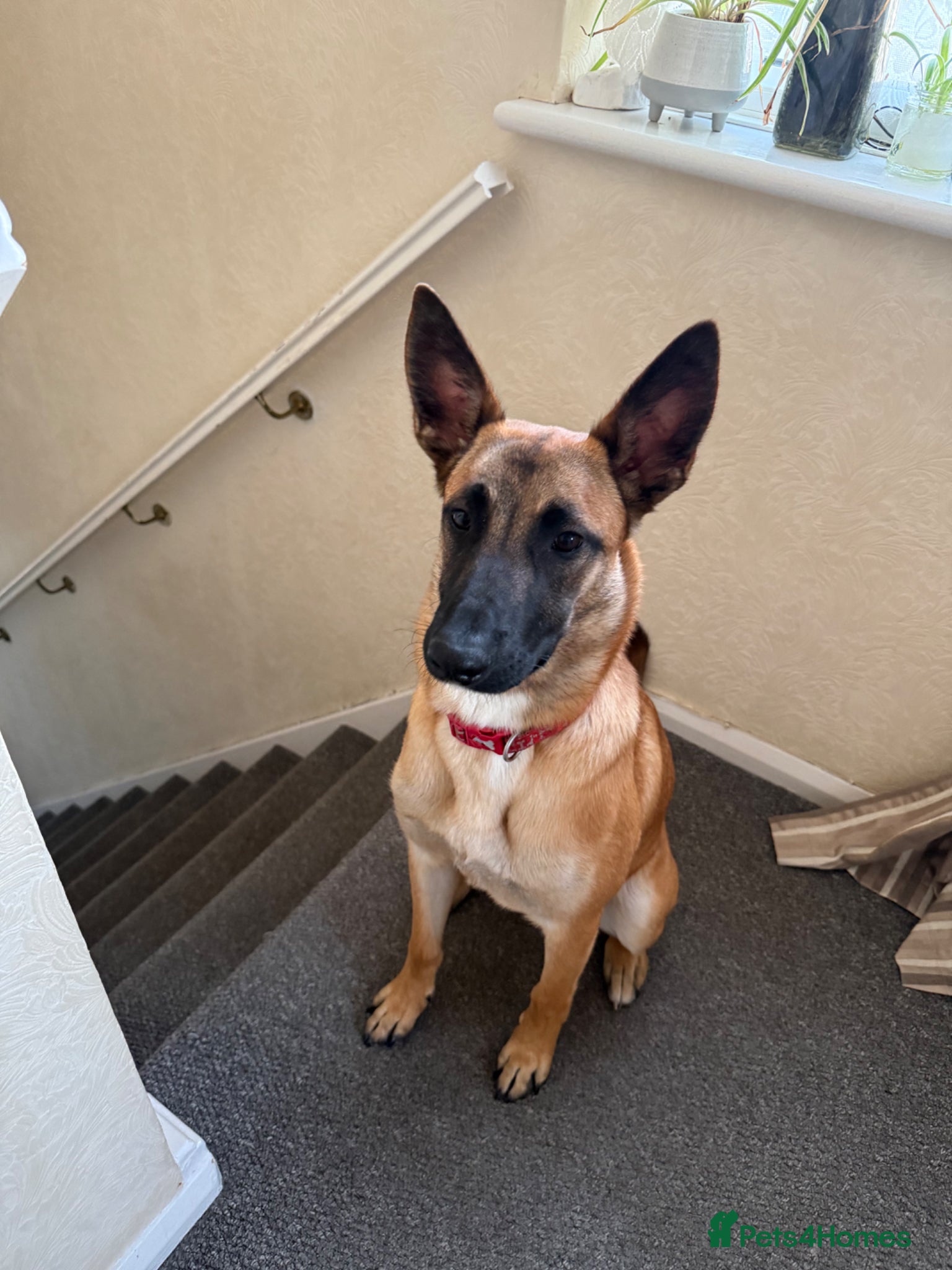 Belgian Shepherd Dog dogs 8 month old Belgium Malinois  - Advert 3