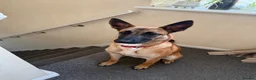 Belgian Shepherd Dog dogs for sale: 8 month old Belgium Malinois  - Advert 2