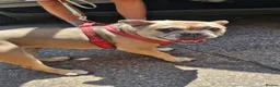 French Bulldog dogs for sale: French bulldog in Wolverhampton - Advert 2