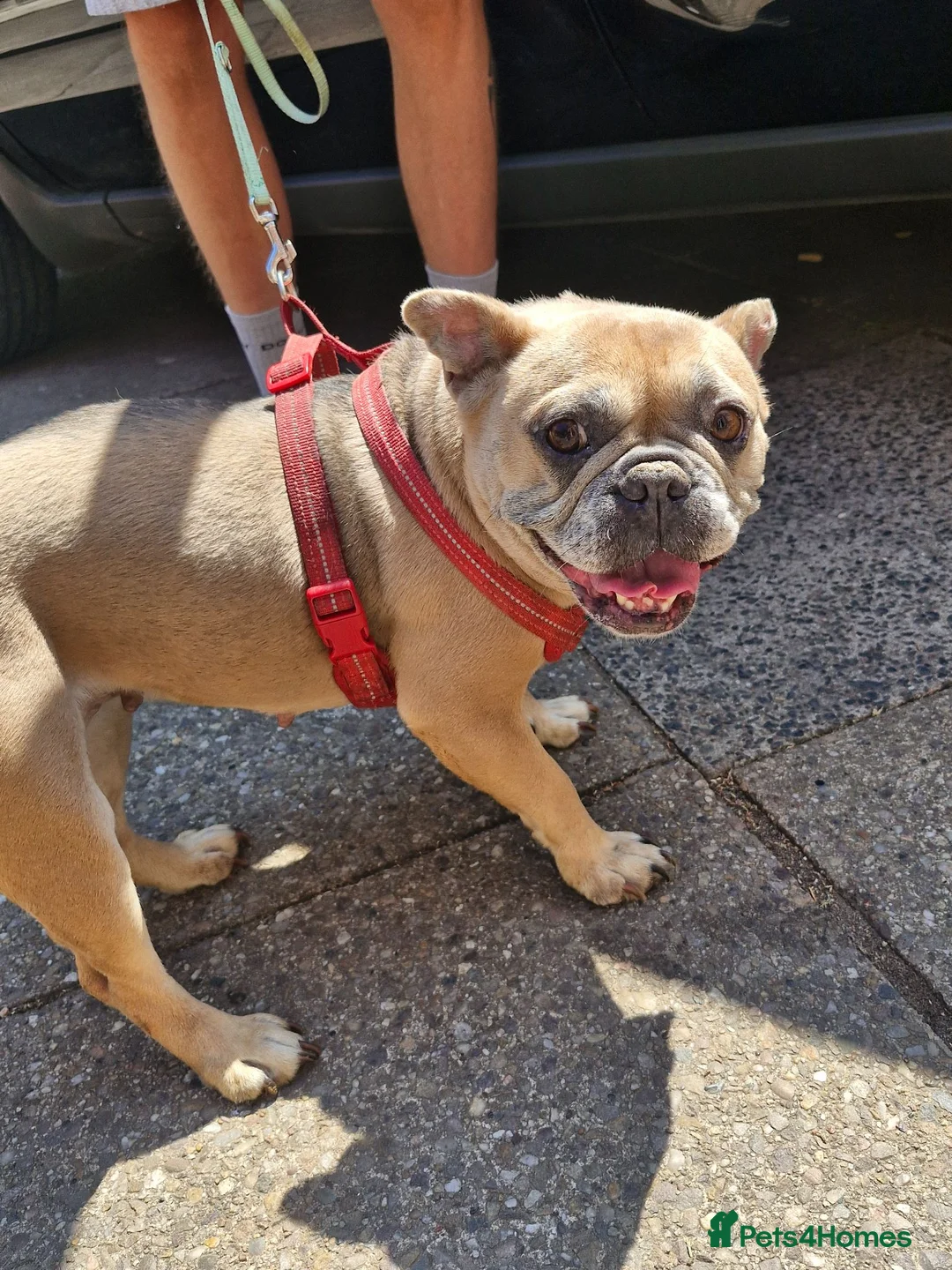 French Bulldog dogs for sale: French bulldog in Wolverhampton - Advert 2