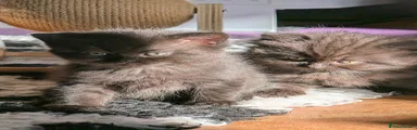 British longhair hair 3