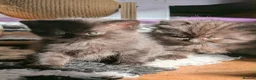 British Shorthair cats for sale: Beautiful litter of British long/shorthair kittens - Advert 8