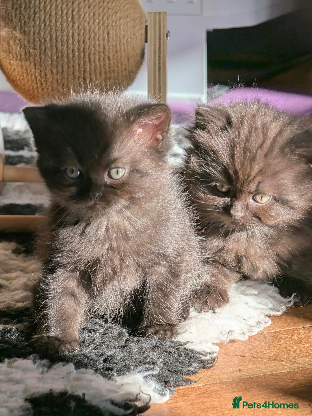 British Shorthair cats for sale: Beautiful litter of British long/shorthair kittens - Advert 8