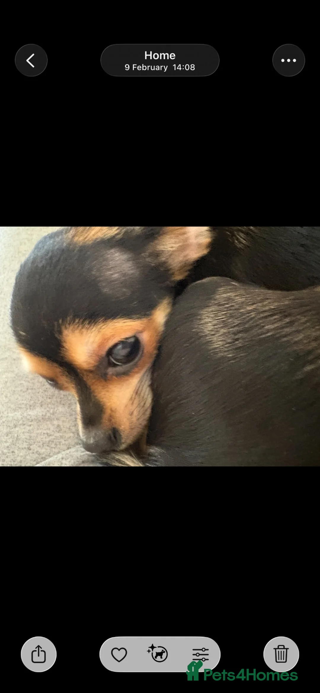 Chihuahua dogs for sale: Chico  in Burntwood - Advert 9