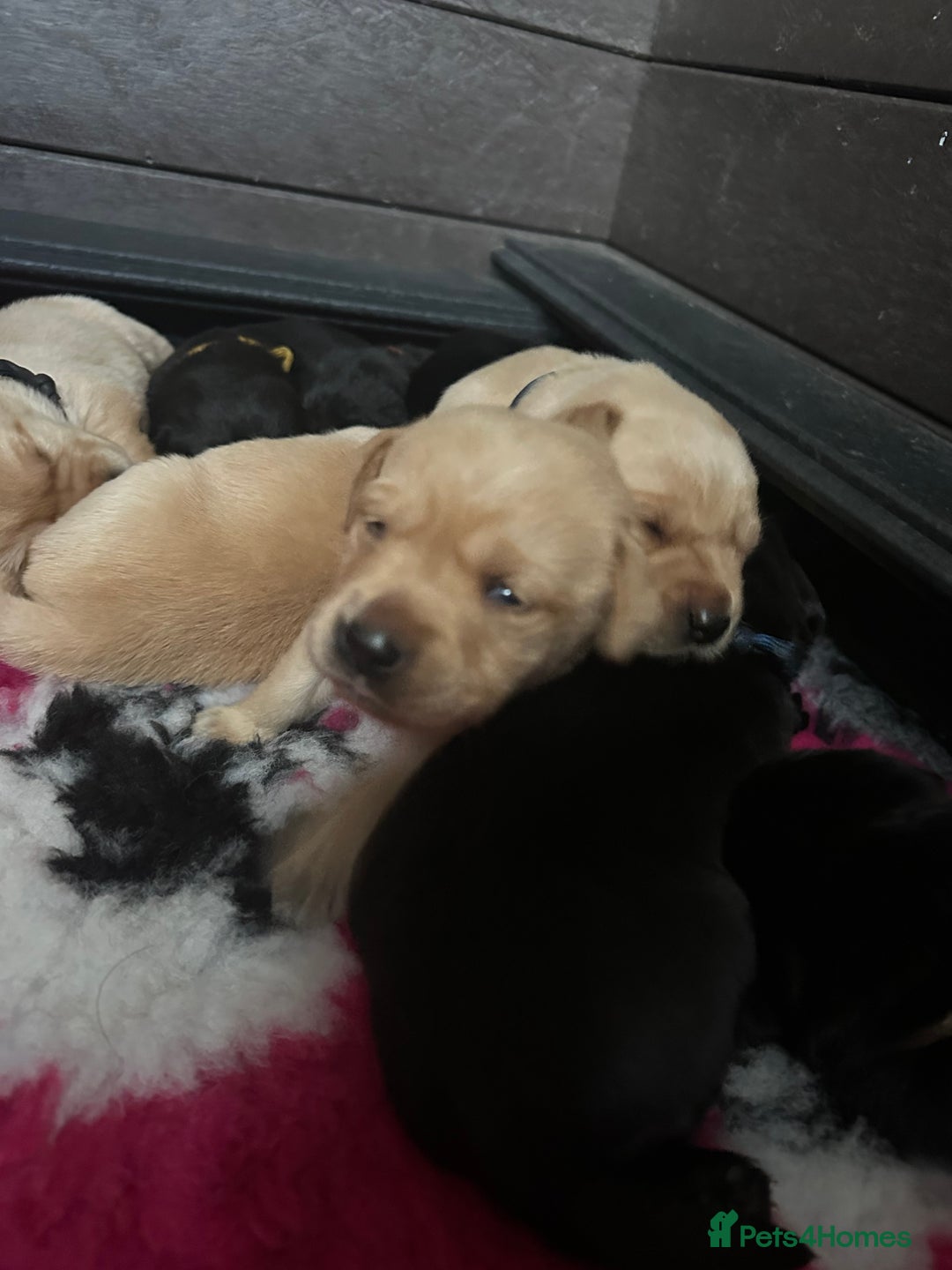 Labrador Retriever dogs for sale: Stunning KC Registered FoxRed/Black Labrador Pups  - Image 12