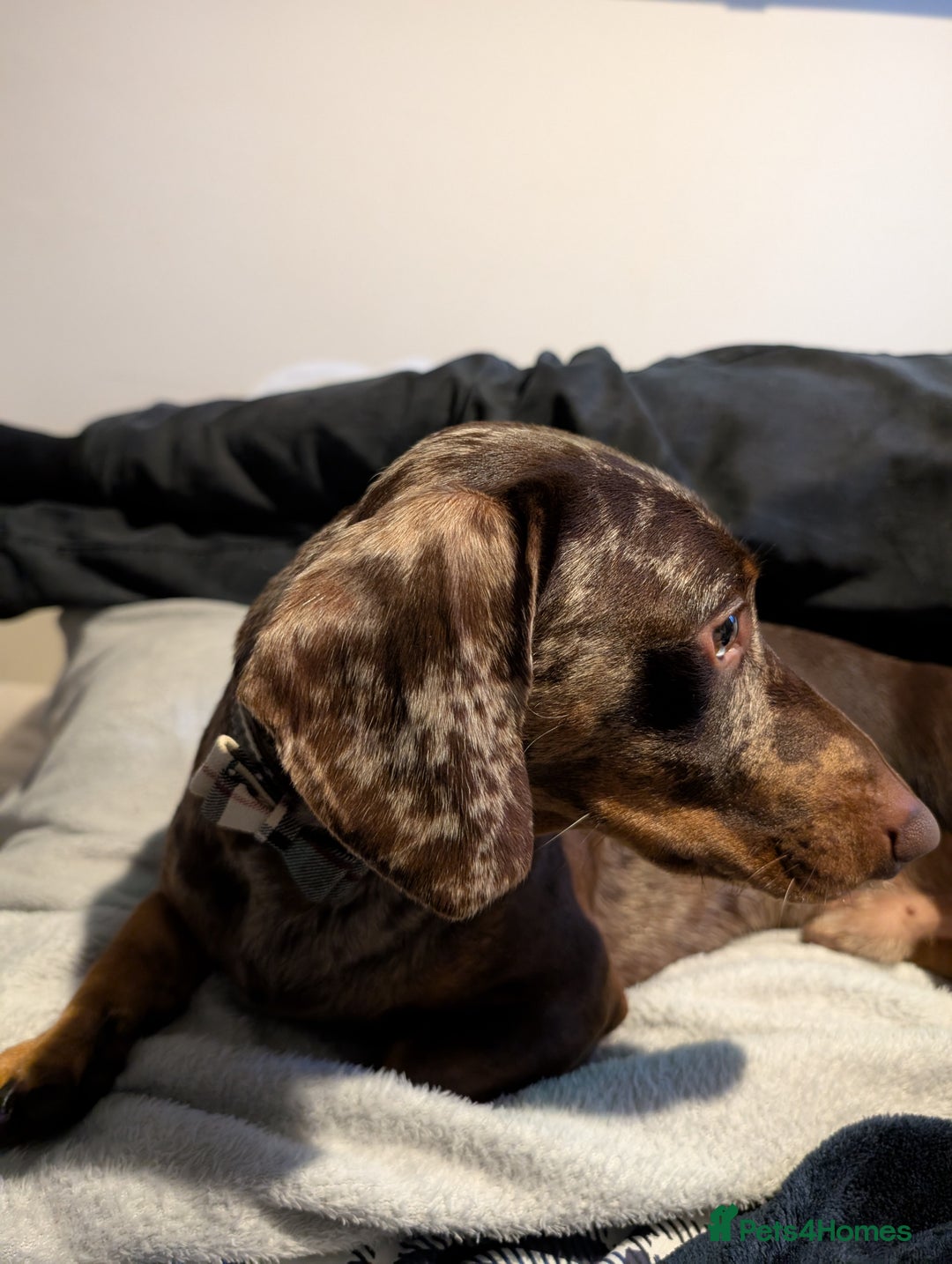 Dachshund dogs for sale: Rolo,  - Advert 2