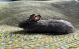 Netherland Dwarf rabbits for sale: Vaccinated Netherland Dwarf Rabbits - Image 17