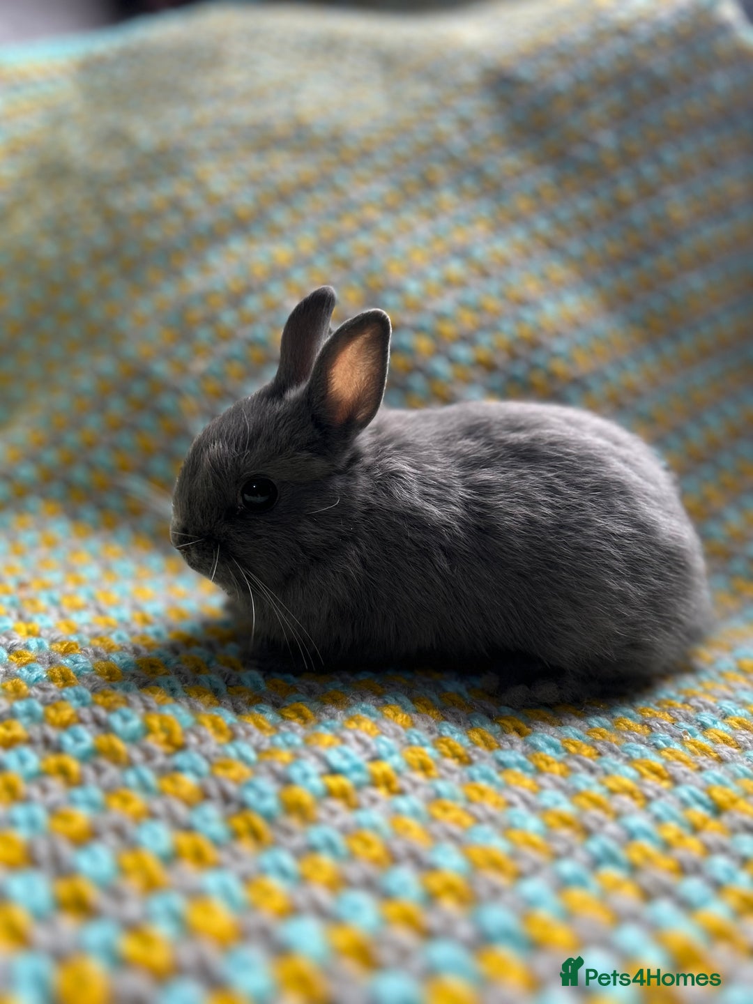 Netherland Dwarf rabbits for sale: Vaccinated Netherland Dwarf Rabbits - Image 17
