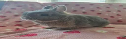 Netherland Dwarf rabbits for sale: Very tame ☆ Blue Otter Netherland Dwarf 💗Doe💗 - Advert 5