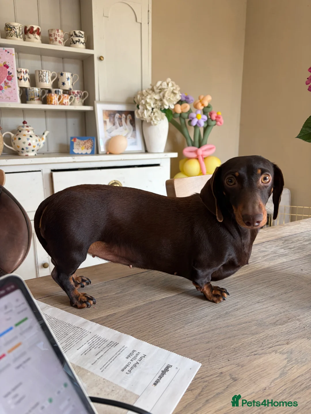 Miniature Dachshund dogs for sale: 2 Year Old Miniature Dachshund Bitch  - Advert 1