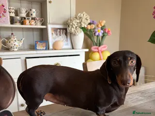 Miniature Dachshund dogs 2 Year Old Miniature Dachshund Bitch - Advert 9