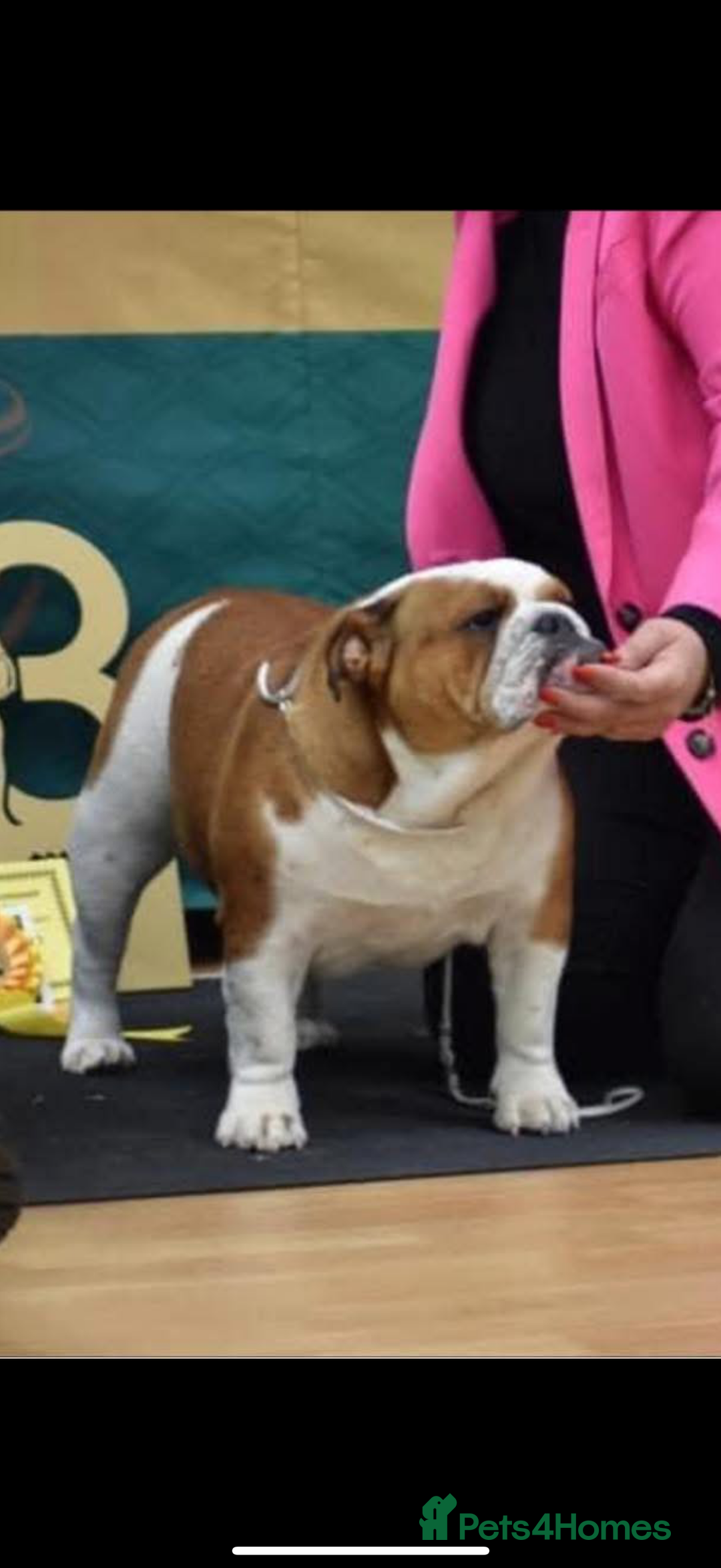 English Bulldog dogs for sale: Kc standards  quality bulldogs  - Advert 5