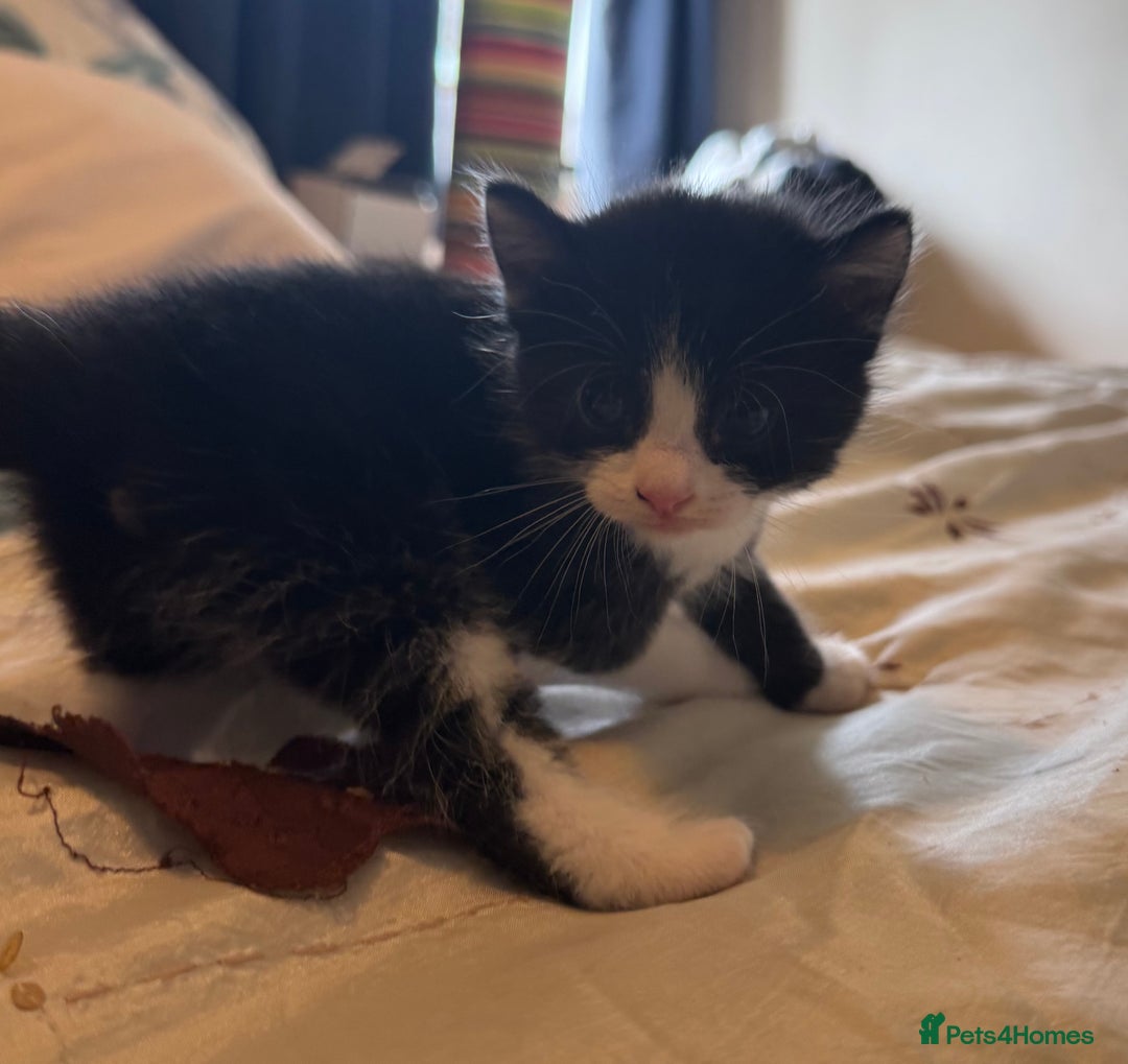 British Shorthair cats for sale: 2 boys one girl for sale  - Image 22
