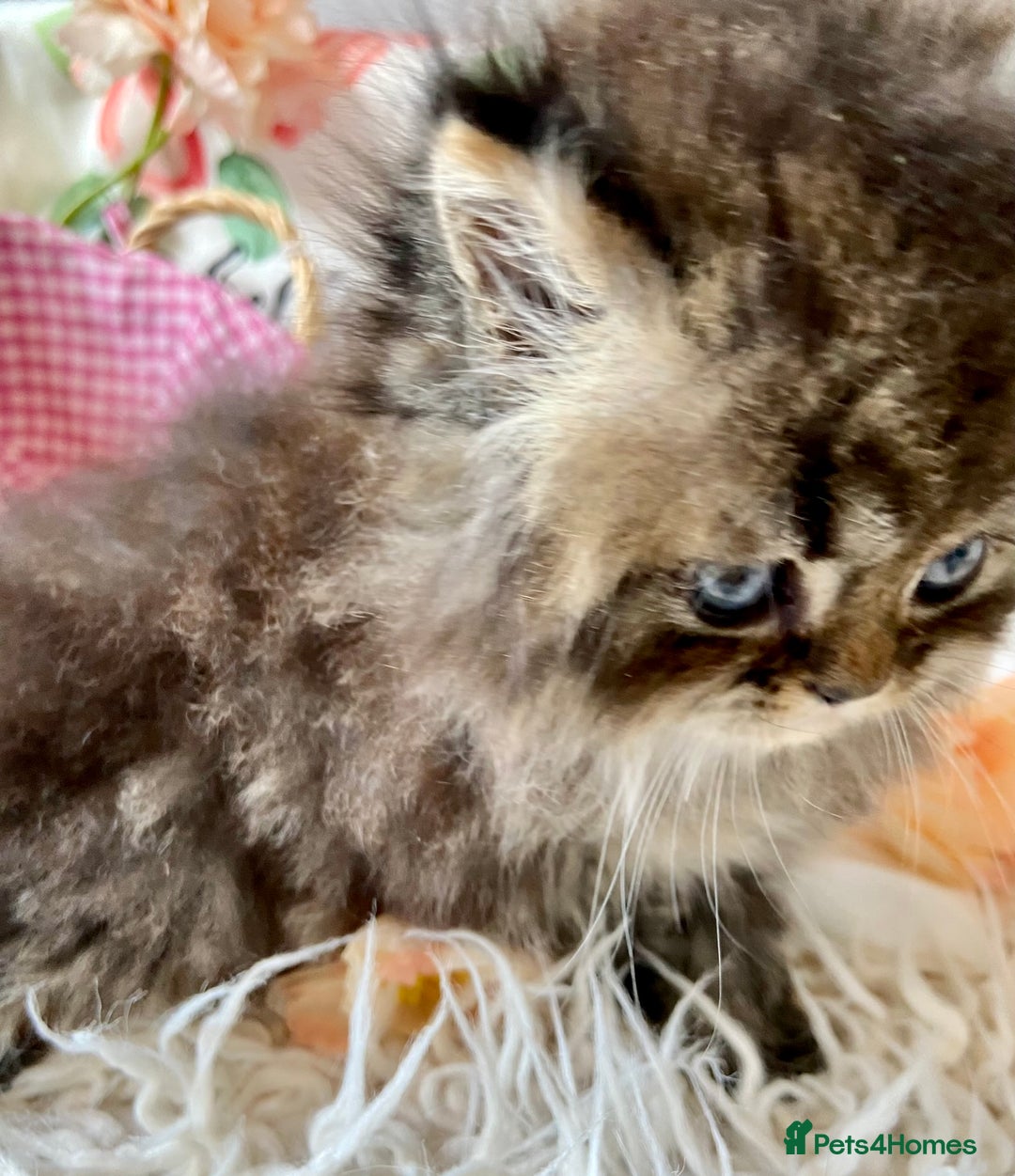 Persian cats for sale: TICA reg golden chinchilla Persian female  - Image 5