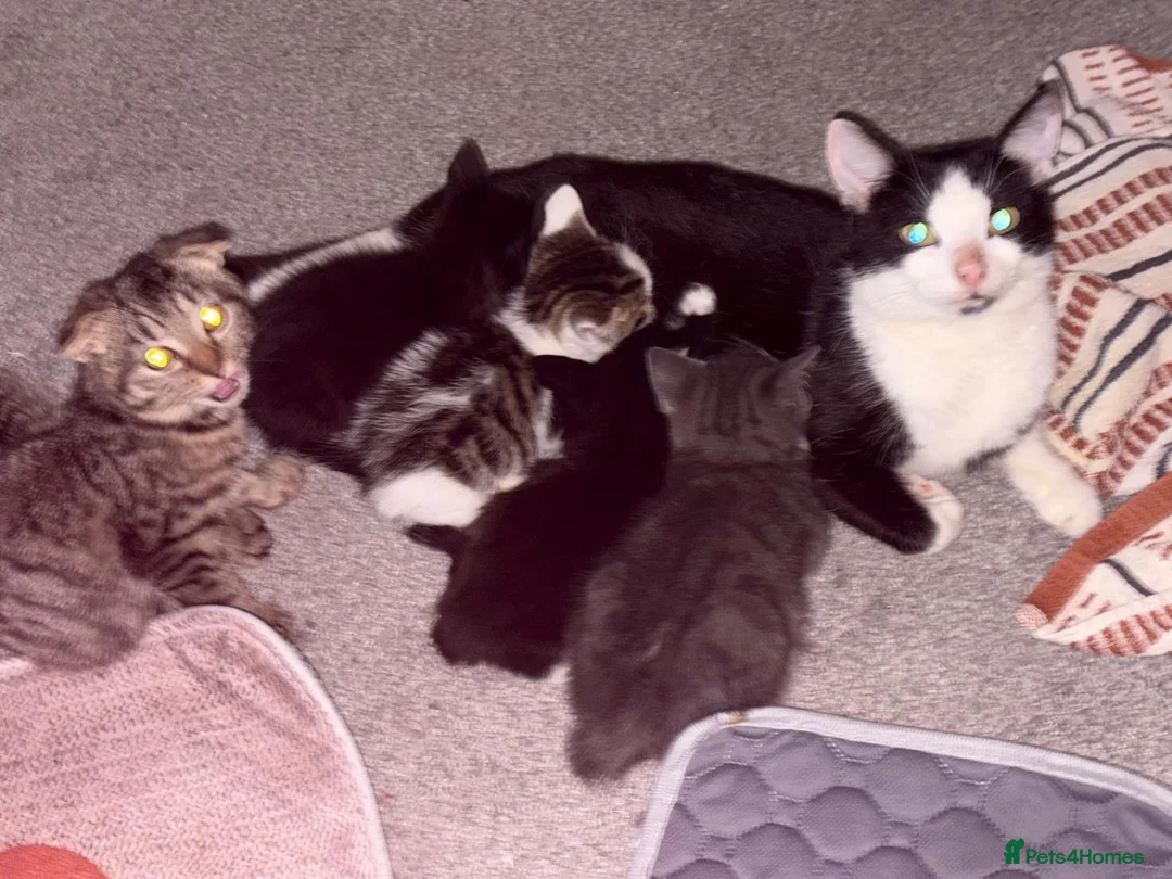 Mixed Breed cats for sale: All beautiful male kittens - Advert 1