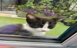Mixed Breed cats for sale: Mixed ragdolls very good price - Image 1