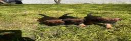 Border Terrier dogs for sale: Border terrier puppies in Lanark - Advert 12