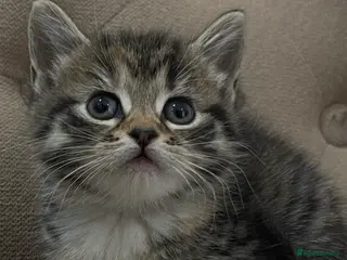 Persian cats Adorable Kittens for Sale - Advert 2