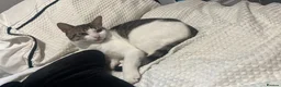 Mixed Breed cats for sale: male cat 1 year old - Advert 2