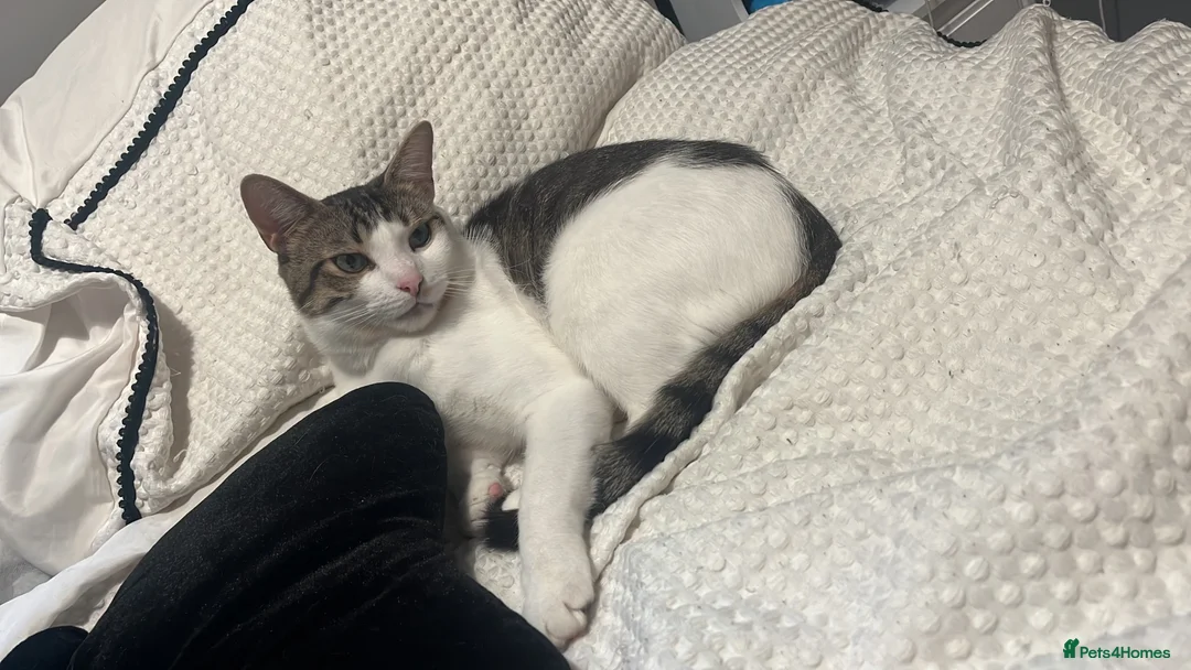 Mixed Breed cats for sale: male cat 1 year old - Advert 2