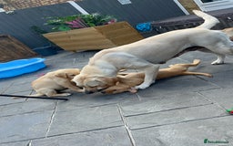 Labrador Retriever dogs for sale: Labrador Retrievers ** only 2 girls left ** - Image 7