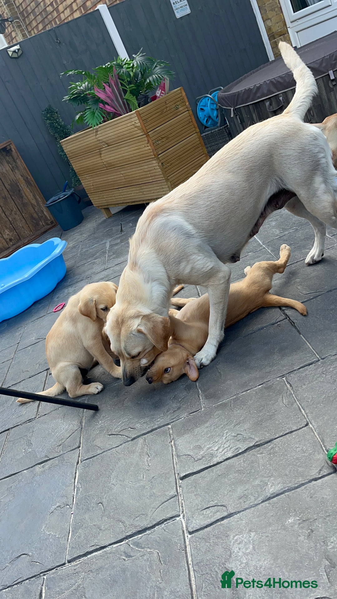 Labrador Retriever dogs for sale: Labrador Retrievers ** only 2 girls left ** - Image 7