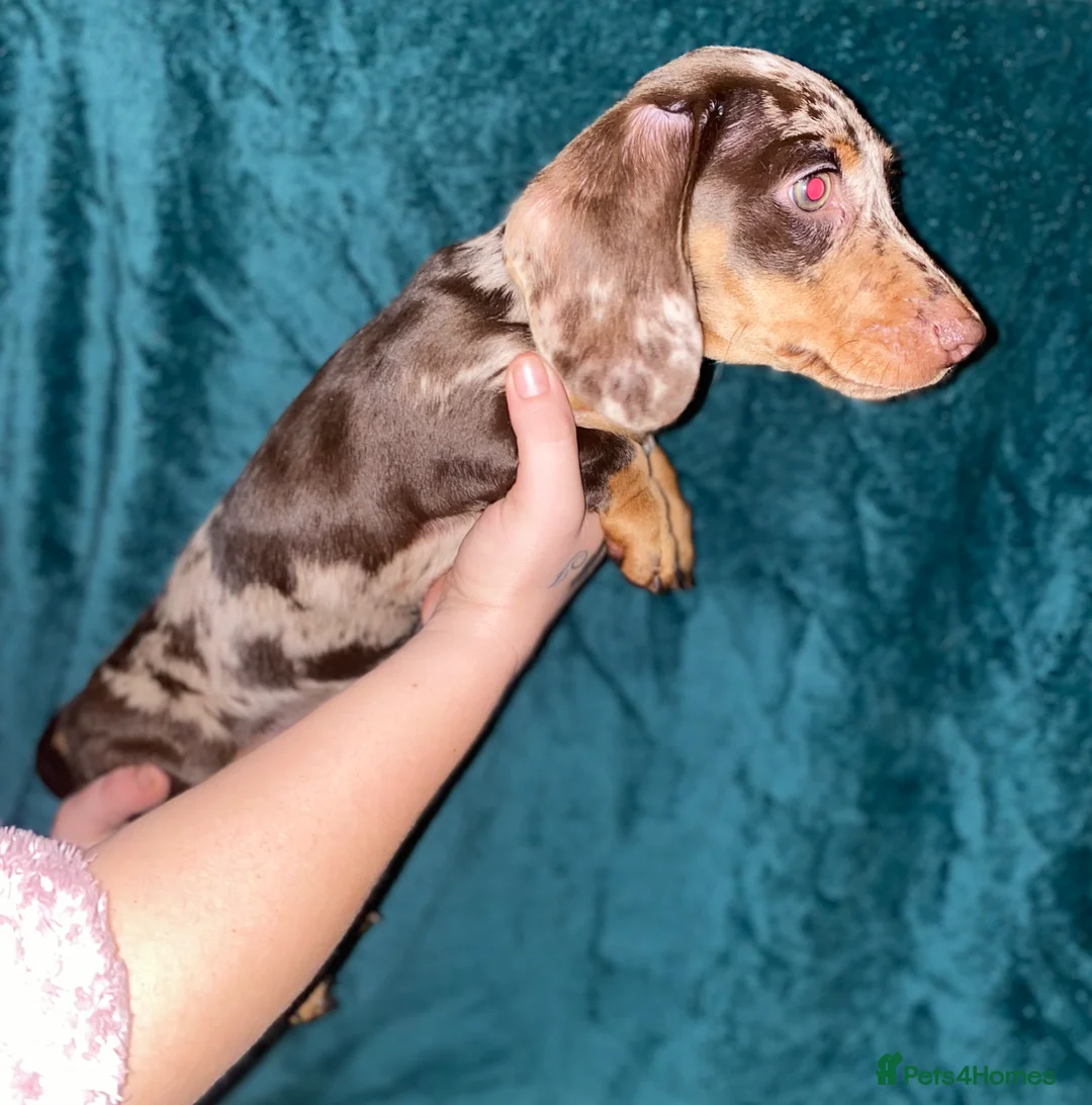 Miniature Dachshund dogs for sale: Miniature Dachshunds - Advert 6