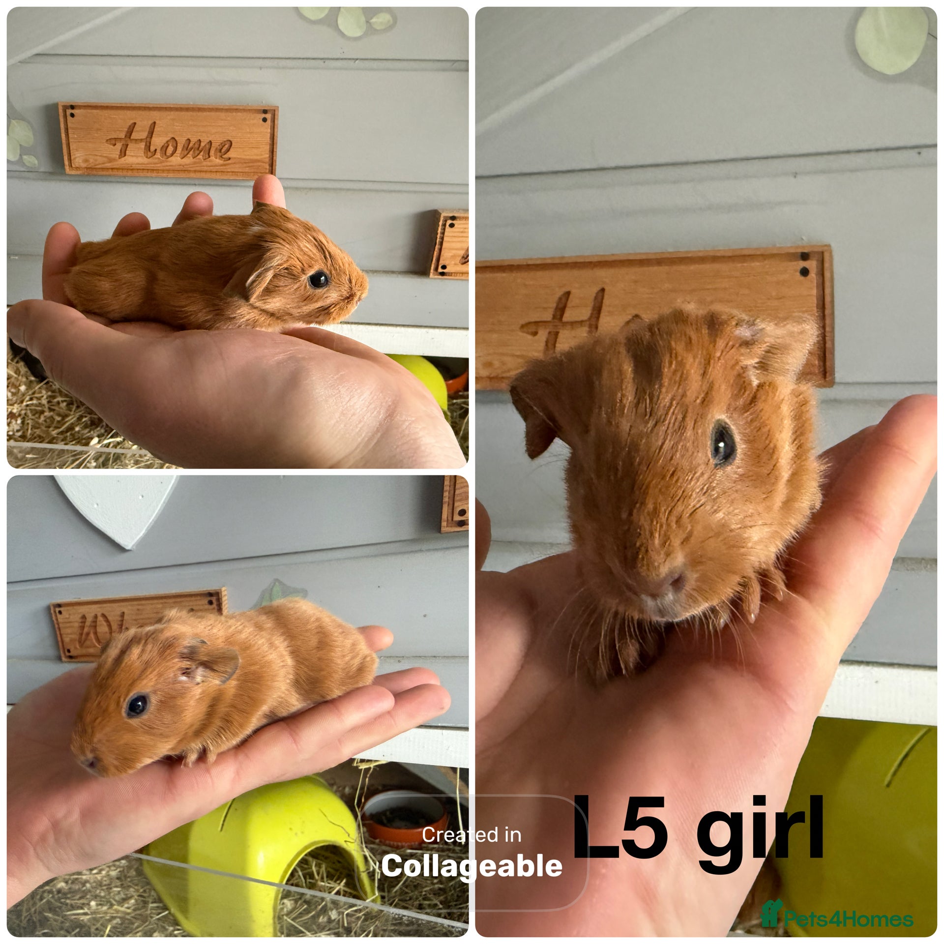Guinea Pig rodents 5 Guinea pig baby boars and sows  - Advert 15