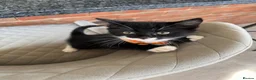 Domestic Shorthair cats for sale: 2 Kittens Available Now in Uckfield - Advert 4