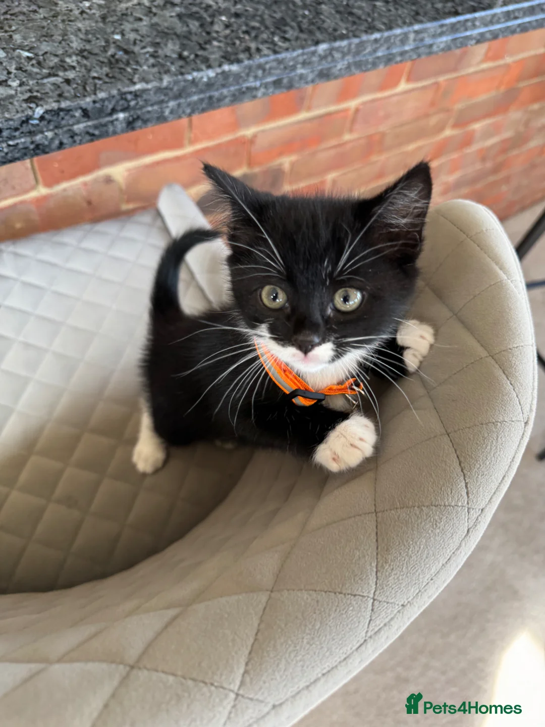 Domestic Shorthair cats for sale: 2 Kittens Available Now in Uckfield - Advert 4