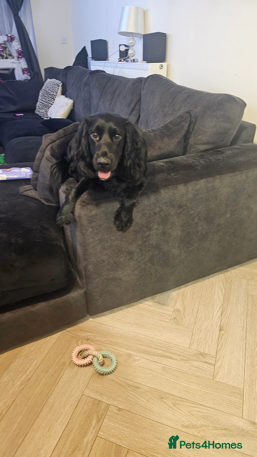 Cocker Spaniel dogs for sale: 2 cockerspaniels for rehoming together - Advert 13