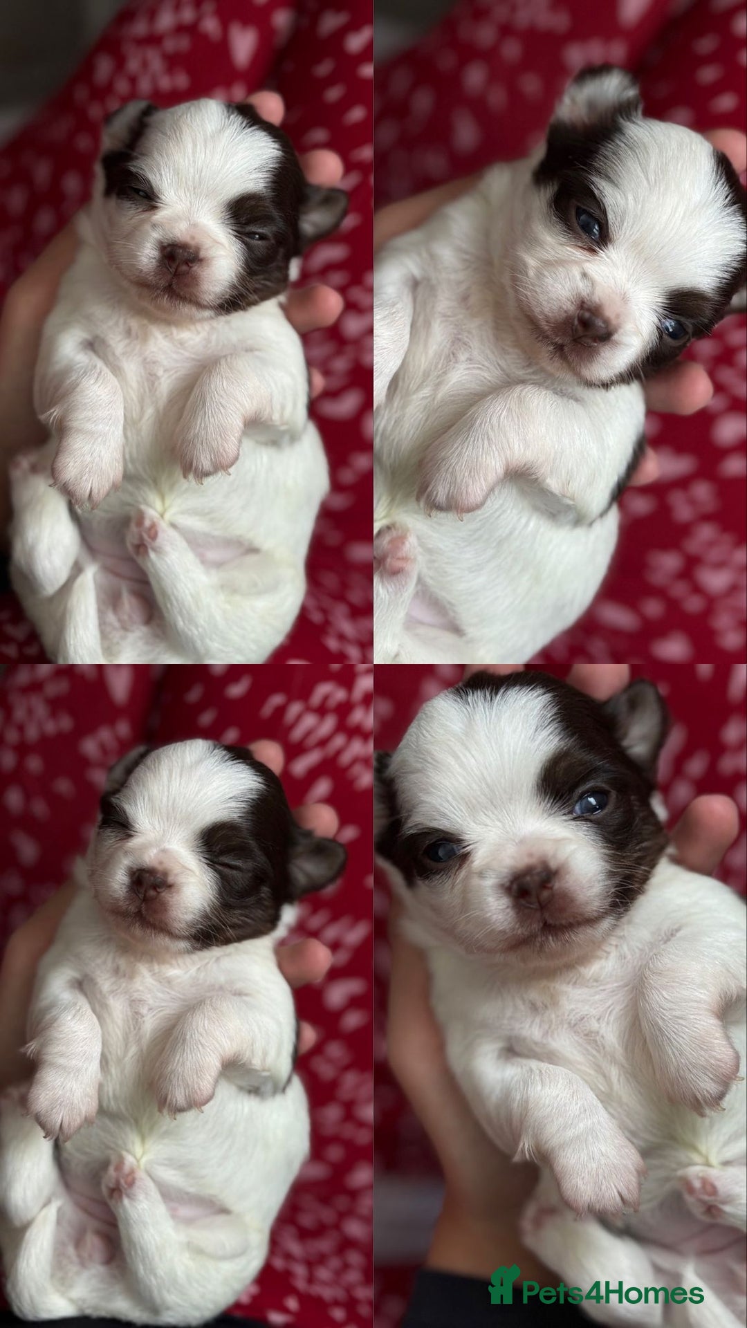 Chihuahua dogs for sale: Long Haired Applehead puppies - Advert 5