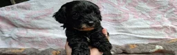 Cavapoo dogs for sale: Beautiful cavapoo puppies  - Advert 2