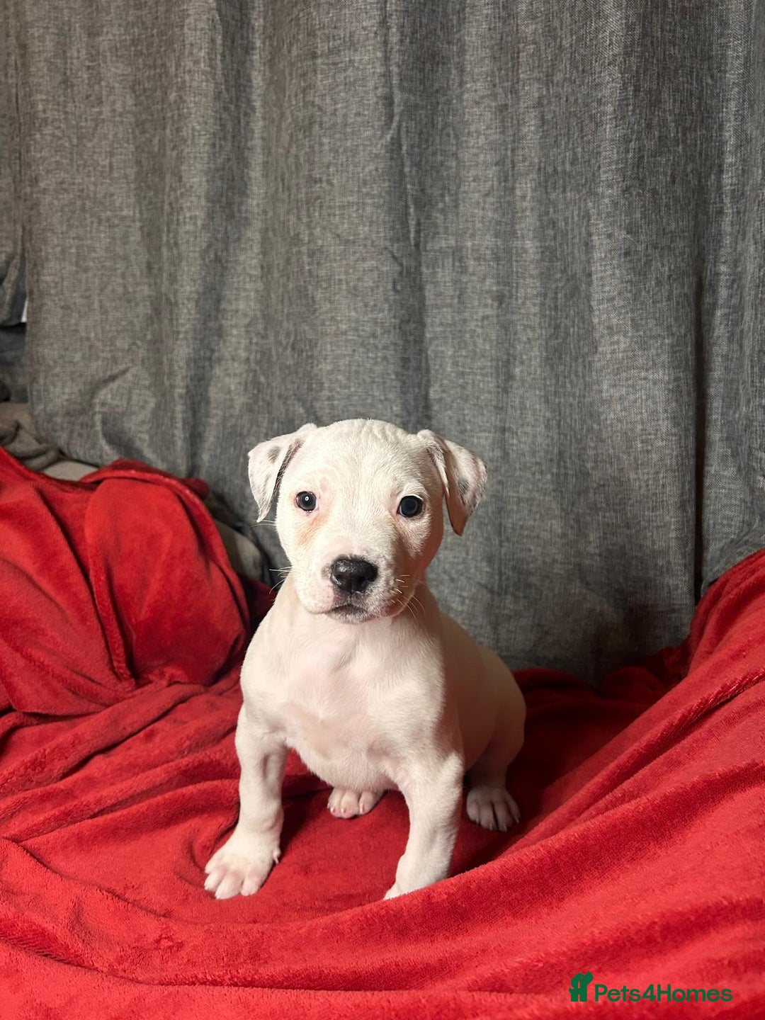 American Bulldog dogs for sale: American Bulldog - Image 8