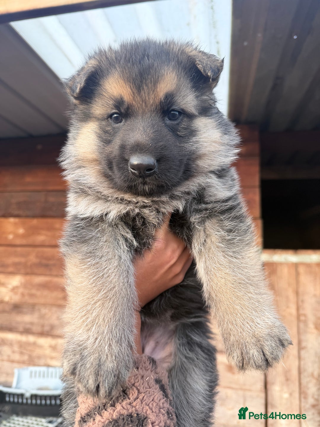 German Shepherd dogs for sale: Beautiful German shepherd pups available  - Advert 1