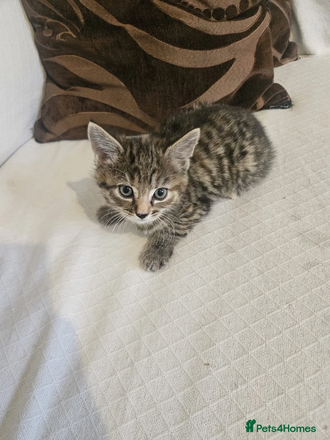 Bengal cats for sale: Bengal Kittens - Advert 7