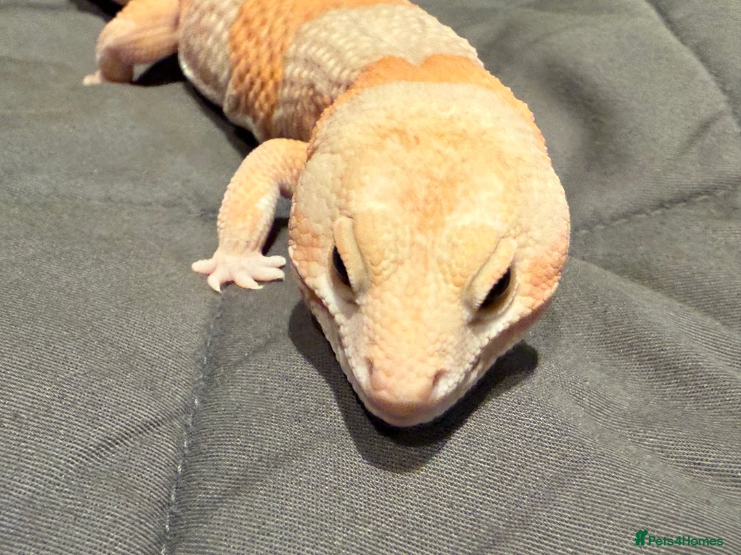Gecko reptiles for sale: Fat Tailed Gecko - Advert 3