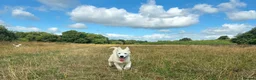 Siberian Husky dogs for sale: 1 white female husky pup 1st & 2nd Vaccines! - Advert 2