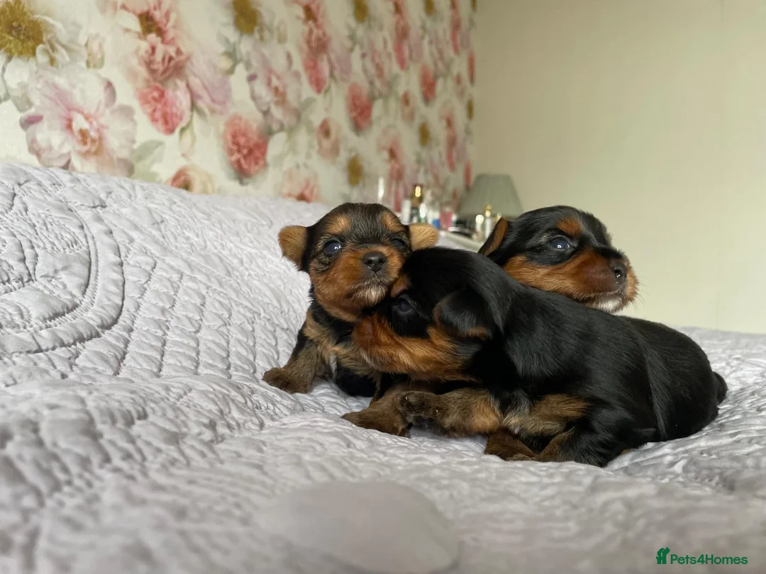 Yorkshire Terrier dogs for sale: (2 weeks ) Two girls 2500£ and one boy2300£ in Bromley - Advert 2