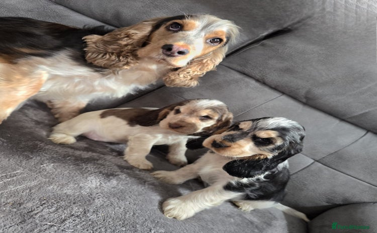 Cocker Spaniel dogs - Advert 1
